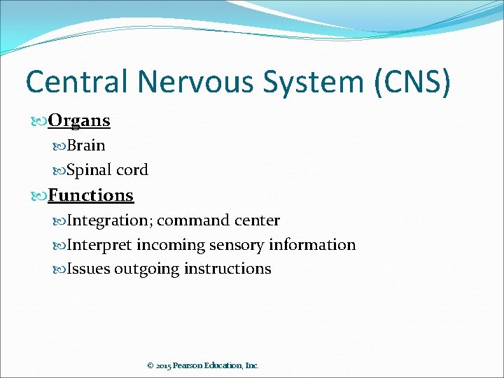 Central Nervous System (CNS) Organs Brain Spinal cord Functions Integration; command center Interpret incoming