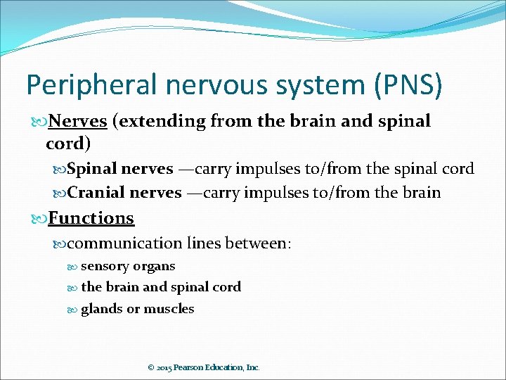 Peripheral nervous system (PNS) Nerves (extending from the brain and spinal cord) Spinal nerves