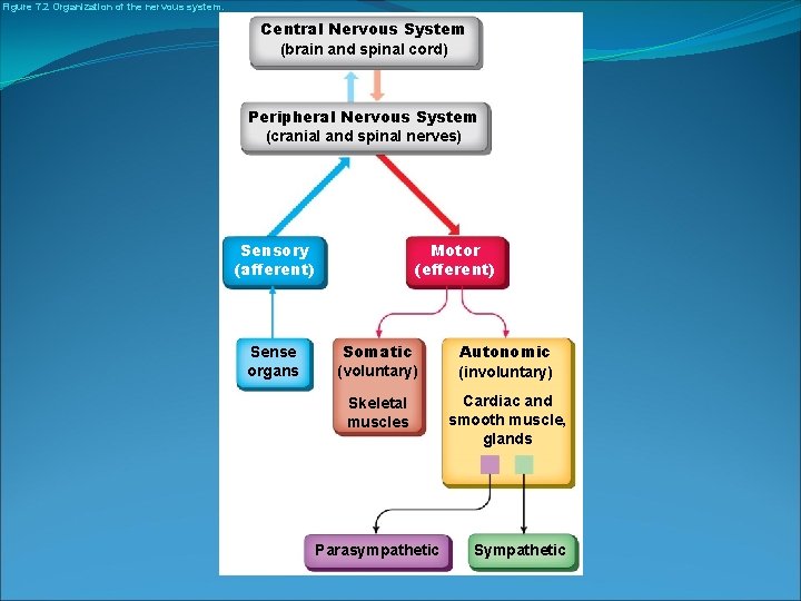 Figure 7. 2 Organization of the nervous system. Central Nervous System (brain and spinal