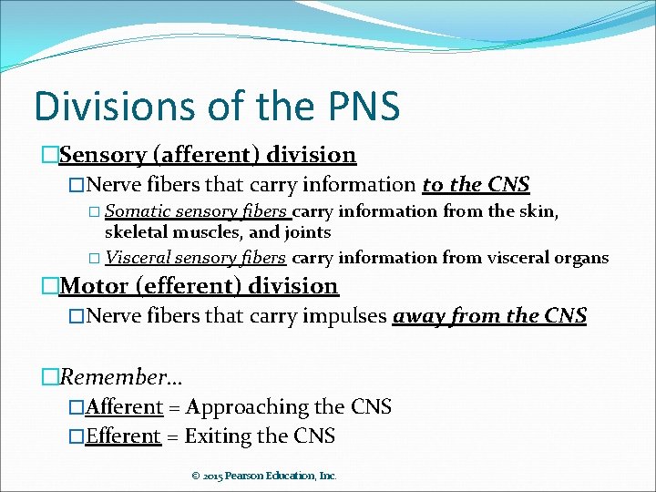 Divisions of the PNS �Sensory (afferent) division �Nerve fibers that carry information to the