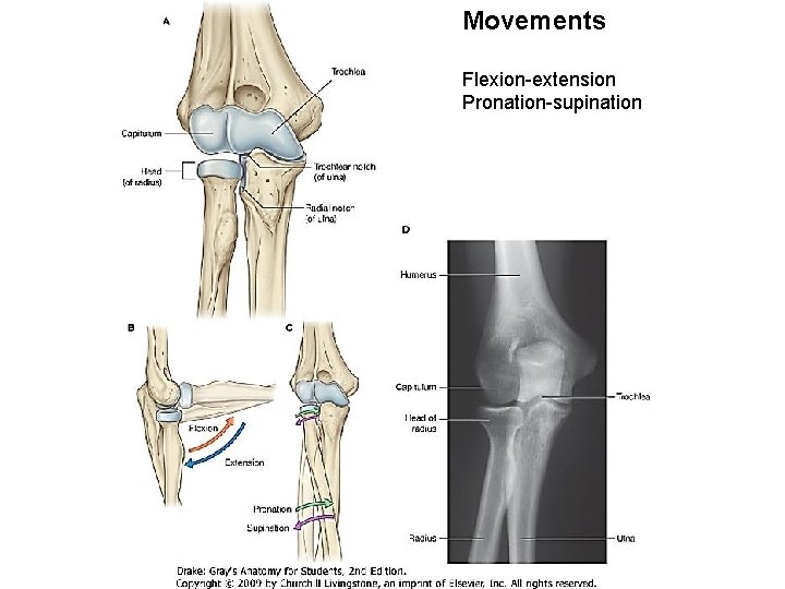 Movements Flexion-extension Pronation-supination 