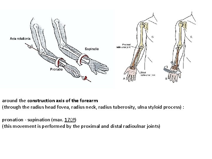around the construction axis of the forearm (through the radius head fovea, radius neck,