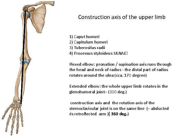 Construction axis of the upper limb 1) Caput humeri 2) Capitulum humeri 3) Tuberositas
