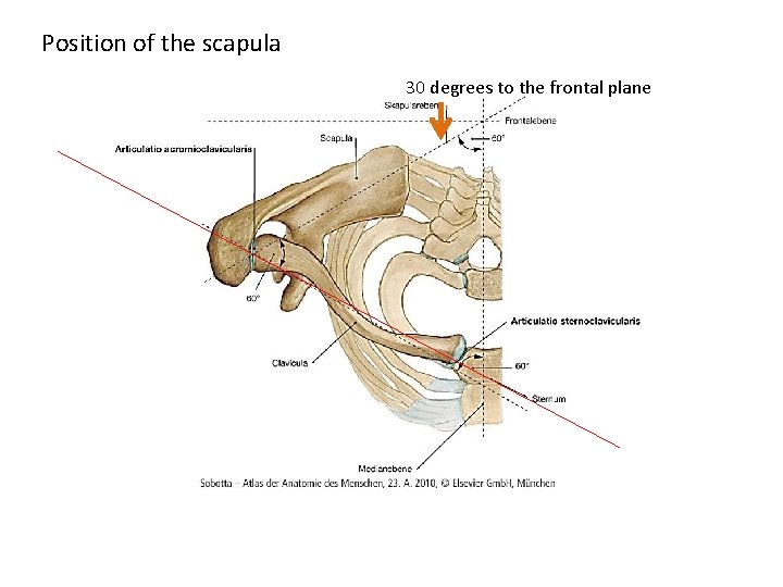 Position of the scapula 30 degrees to the frontal plane 