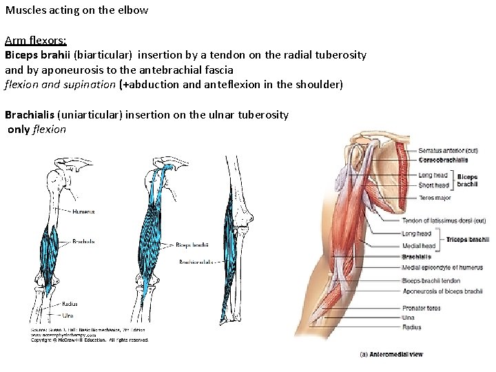 Muscles acting on the elbow Arm flexors: Biceps brahii (biarticular) insertion by a tendon