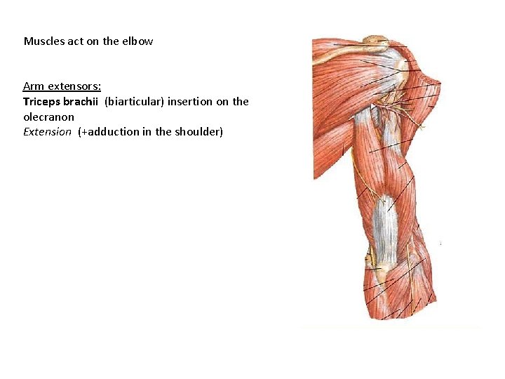 Muscles act on the elbow Arm extensors: Triceps brachii (biarticular) insertion on the olecranon