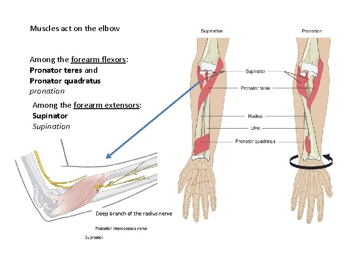 Muscles act on the elbow Among the forearm flexors: Pronator teres and Pronator quadratus