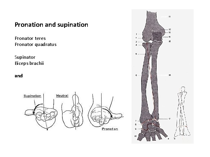 Pronation and supination Pronator teres Pronator quadratus Supinator Biceps brachii and 
