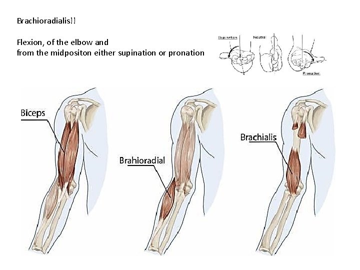Brachioradialis!! Flexion, of the elbow and from the midpositon either supination or pronation Hajdu