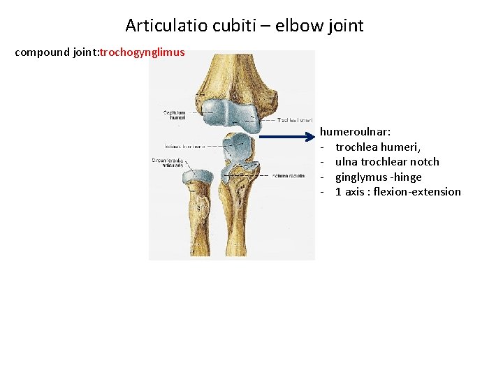 Articulatio cubiti – elbow joint compound joint: trochogynglimus humeroulnar: - trochlea humeri, - ulna