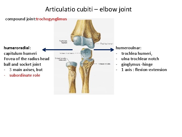 Articulatio cubiti – elbow joint compound joint: trochogynglimus humeroradial: capitulum humeri Fovea of the