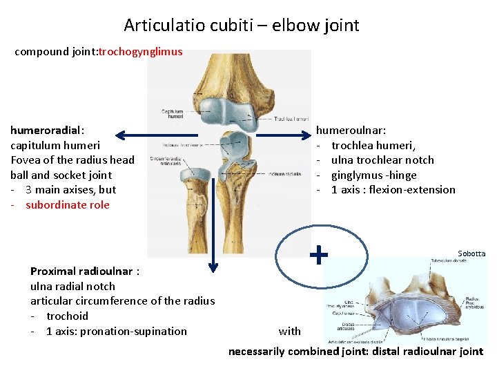 Articulatio cubiti – elbow joint compound joint: trochogynglimus humeroradial: capitulum humeri Fovea of the