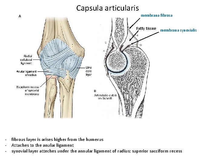 Capsula articularis membrana fibrosa Sobotta Fatty tissue membrana synovialis - fibrous layer is arises