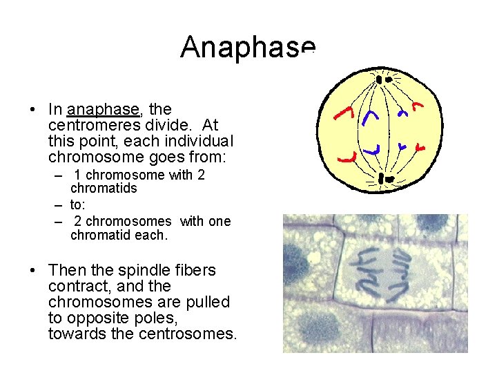 Anaphase • In anaphase, the centromeres divide. At this point, each individual chromosome goes
