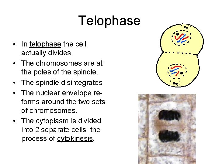 Telophase • In telophase the cell actually divides. • The chromosomes are at the