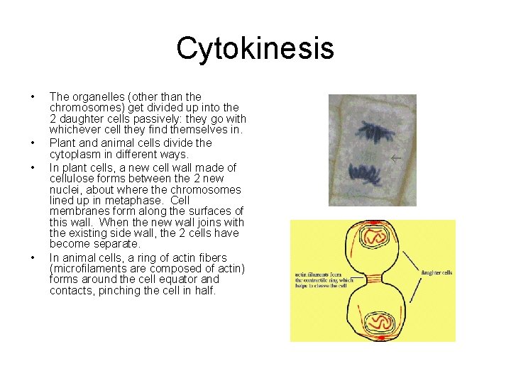 Cytokinesis • • The organelles (other than the chromosomes) get divided up into the
