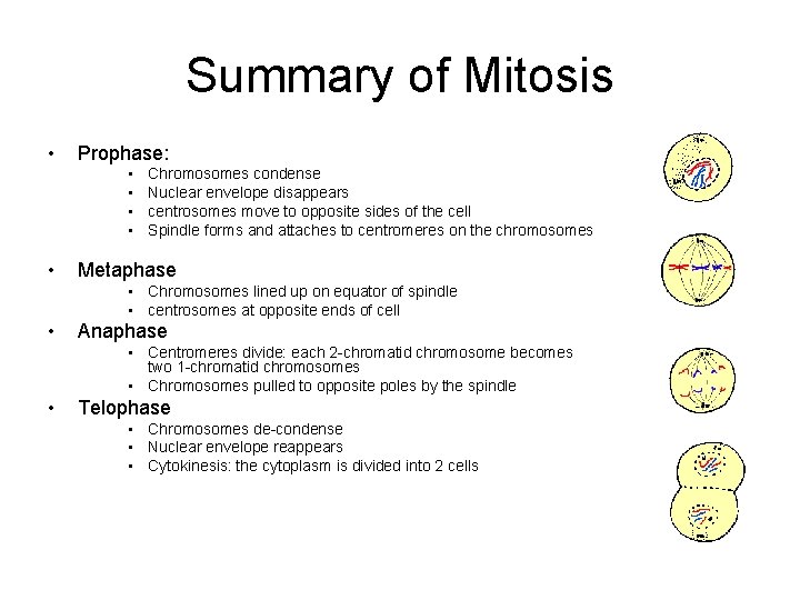 Summary of Mitosis • Prophase: • • • Chromosomes condense Nuclear envelope disappears centrosomes