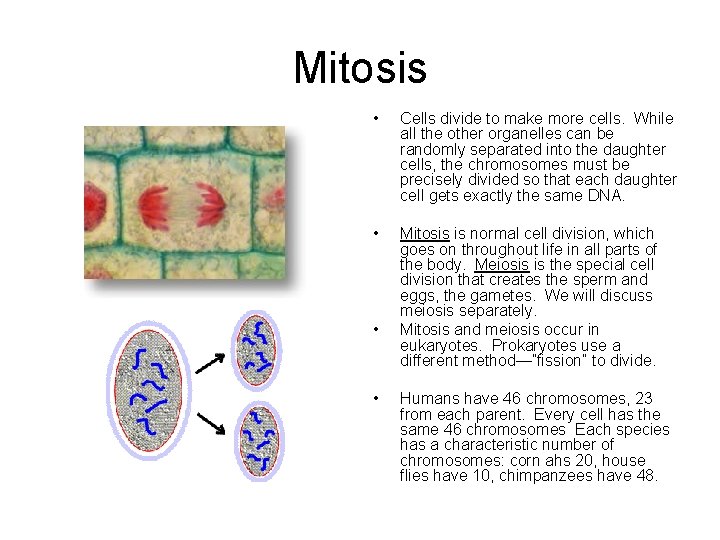 Mitosis • Cells divide to make more cells. While all the other organelles can