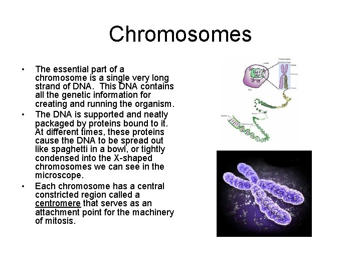 Chromosomes • • • The essential part of a chromosome is a single very