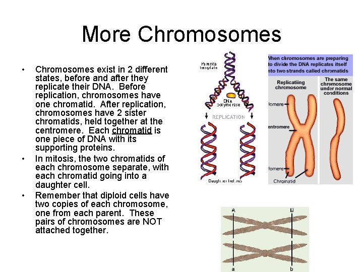 More Chromosomes • • • Chromosomes exist in 2 different states, before and after
