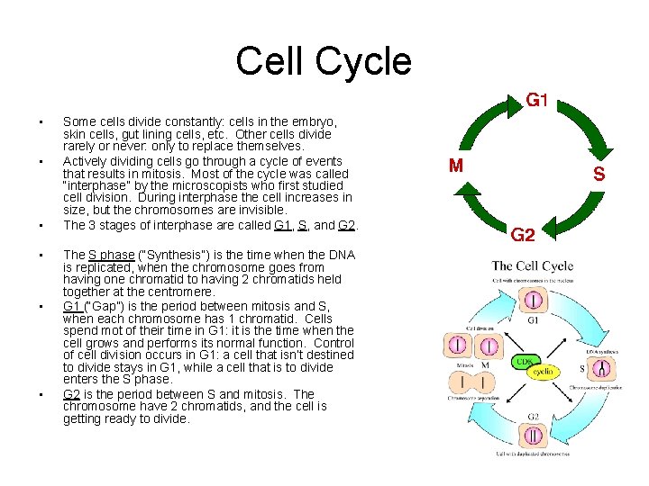 Cell Cycle • • • Some cells divide constantly: cells in the embryo, skin