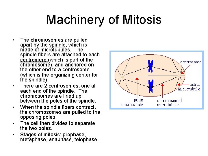 Machinery of Mitosis • • • The chromosomes are pulled apart by the spindle,