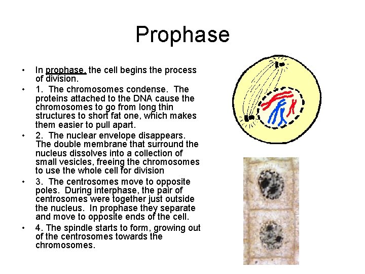 Prophase • • • In prophase, the cell begins the process of division. 1.