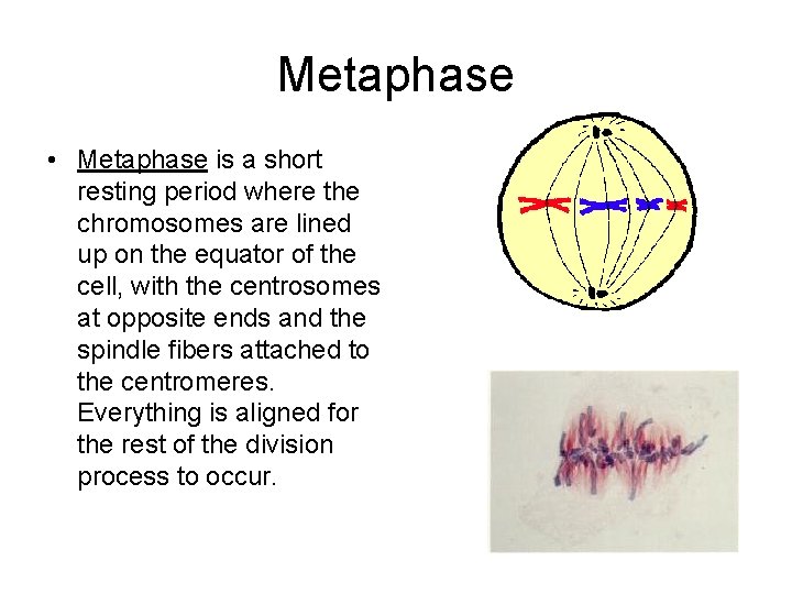 Metaphase • Metaphase is a short resting period where the chromosomes are lined up