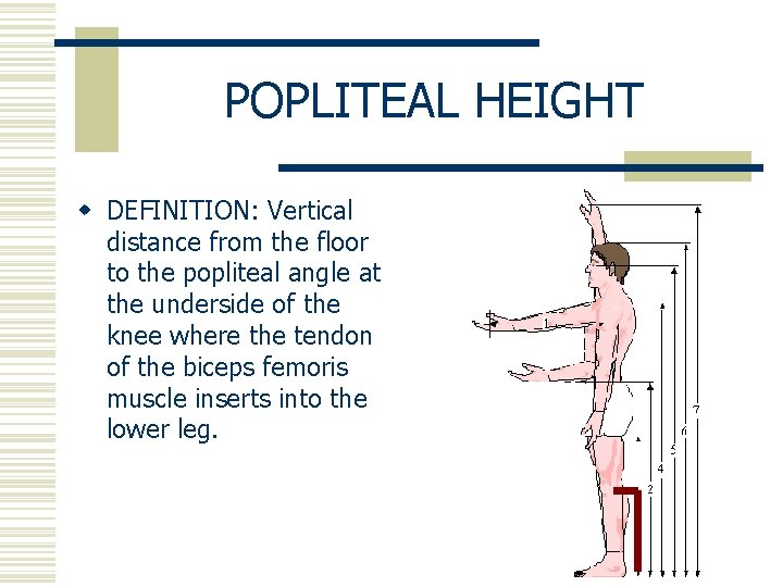POPLITEAL HEIGHT w DEFINITION: Vertical distance from the floor to the popliteal angle at
