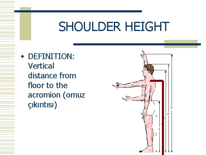 SHOULDER HEIGHT w DEFINITION: Vertical distance from floor to the acromion (omuz çıkıntısı) 