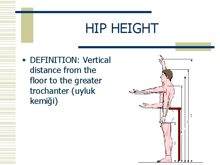 HIP HEIGHT w DEFINITION: Vertical distance from the floor to the greater trochanter (uyluk