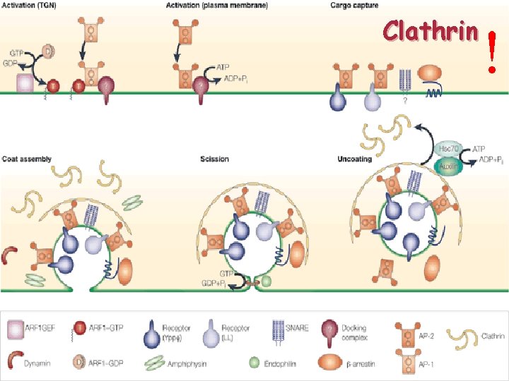 Clathrin ! 