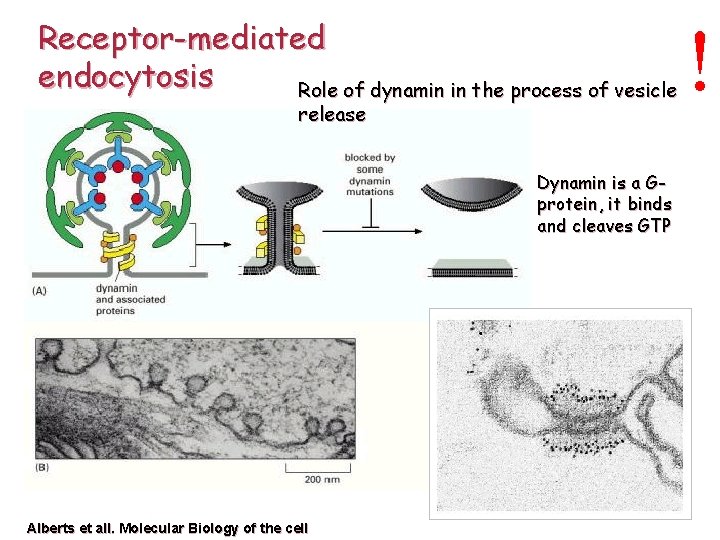 Receptor-mediated endocytosis Role of dynamin in the process of vesicle release Dynamin is a