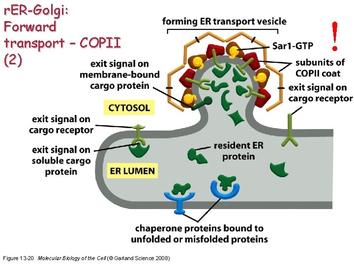 r. ER-Golgi: Forward transport – COPII (2) Figure 13 -20 Molecular Biology of the