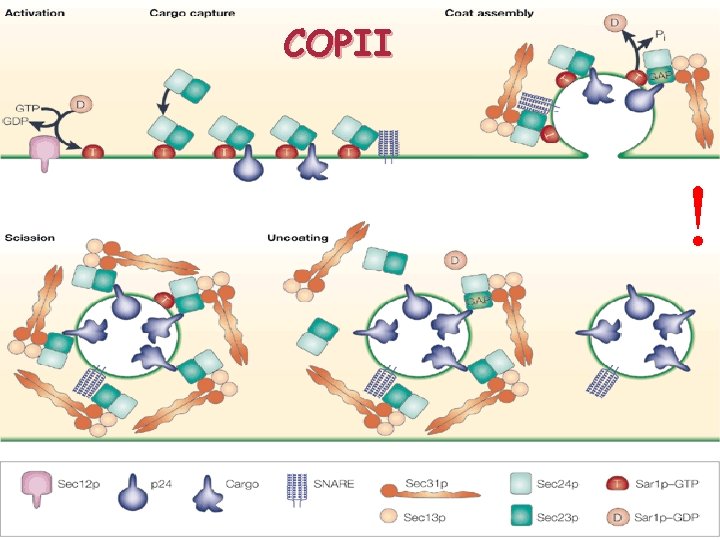 COPII ! 