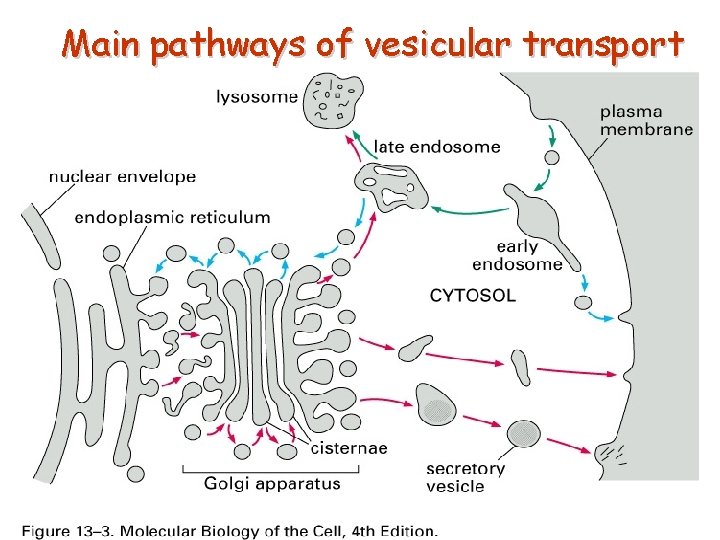 Main pathways of vesicular transport 