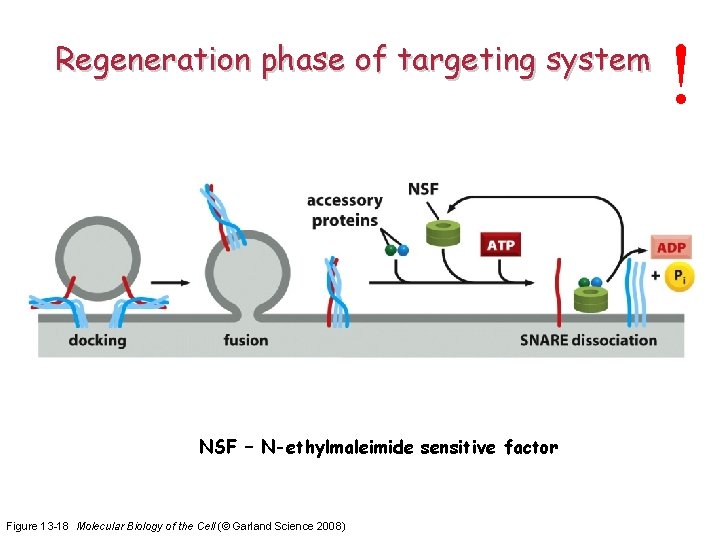 Regeneration phase of targeting system NSF – N-ethylmaleimide sensitive factor Figure 13 -18 Molecular