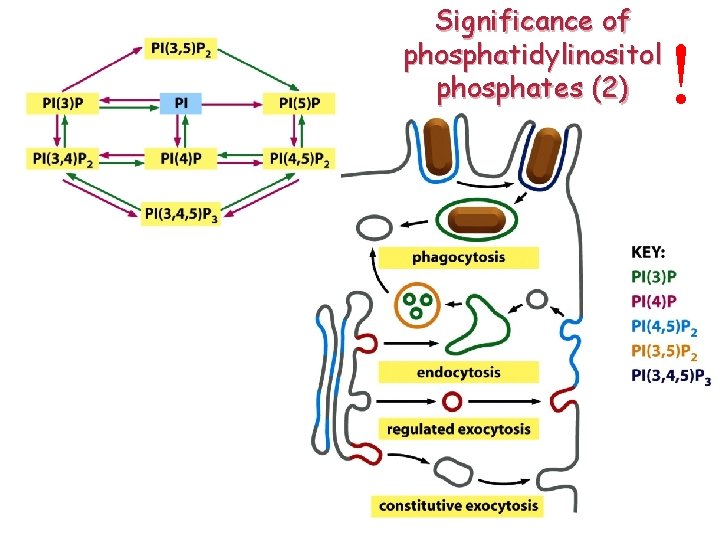 Significance of phosphatidylinositol phosphates (2) ! 
