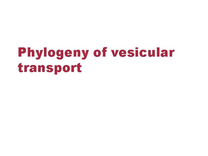 Phylogeny of vesicular transport 