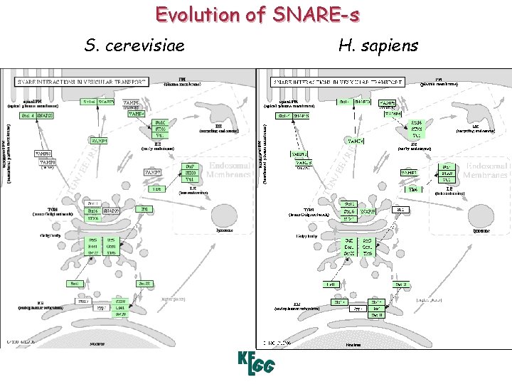 Evolution of SNARE-s S. cerevisiae H. sapiens 