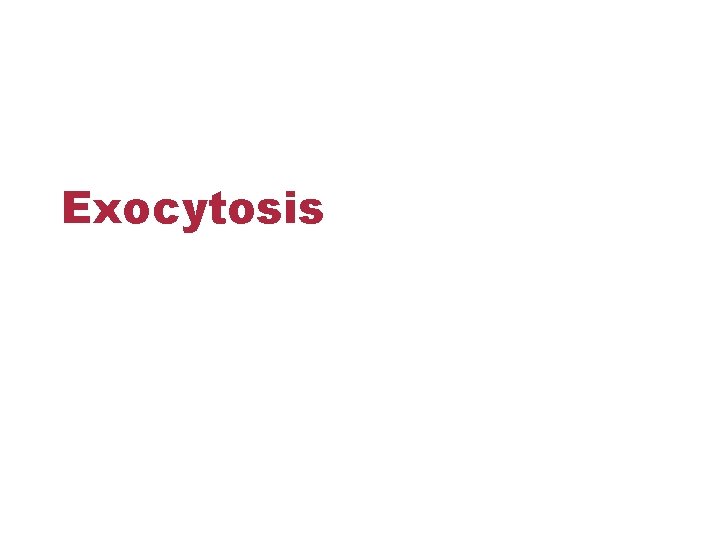 Exocytosis 