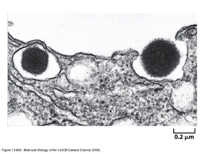 Figure 13 -66 b Molecular Biology of the Cell (© Garland Science 2008) 