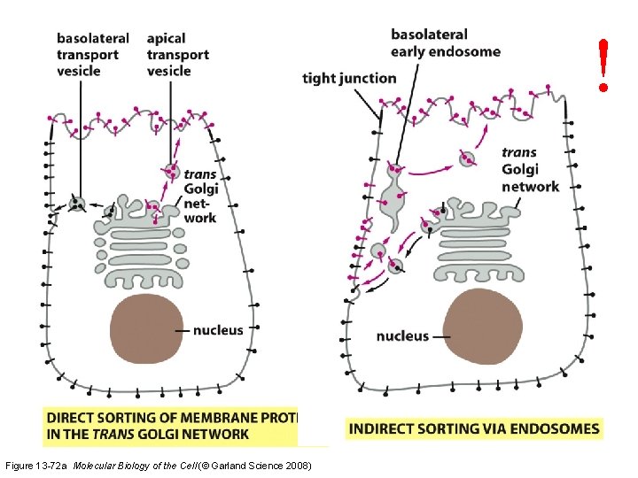 ! Figure 13 -72 a Molecular Biology of the Cell (© Garland Science 2008)