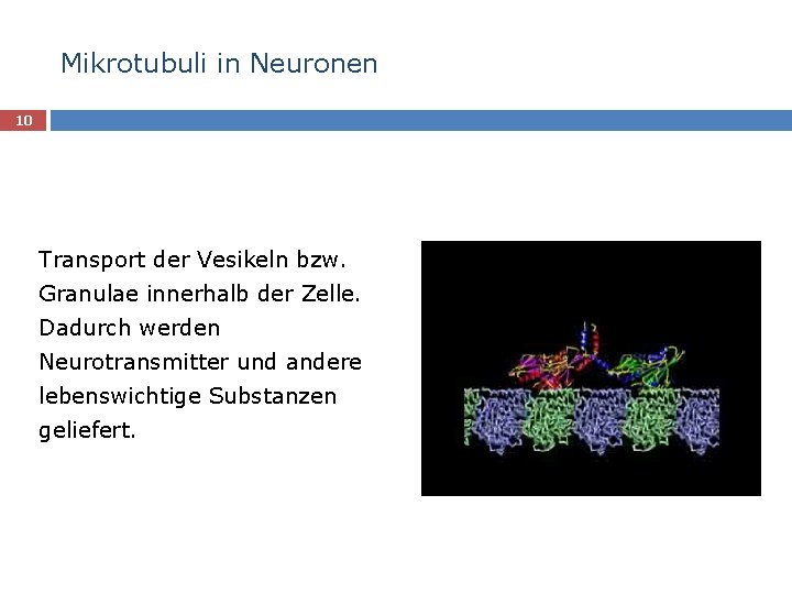 Mikrotubuli in Neuronen 10 Transport der Vesikeln bzw. Granulae innerhalb der Zelle. Dadurch werden