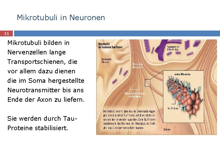 Mikrotubuli in Neuronen 11 Mikrotubuli bilden in Nervenzellen lange Transportschienen, die vor allem dazu