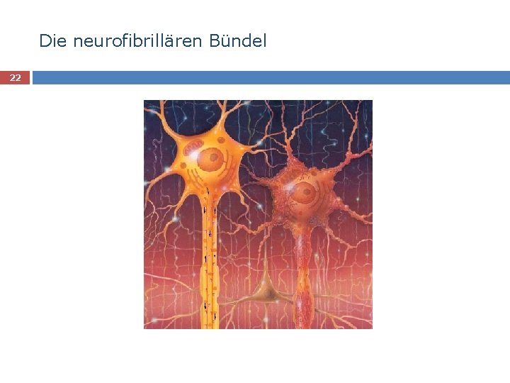 Die neurofibrillären Bündel 22 