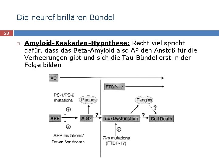 Die neurofibrillären Bündel 23 Amyloid-Kaskaden-Hypothese: Recht viel spricht dafür, dass das Beta-Amyloid also AP