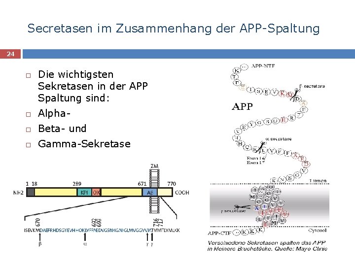 Secretasen im Zusammenhang der APP-Spaltung 24 Die wichtigsten Sekretasen in der APP Spaltung sind: