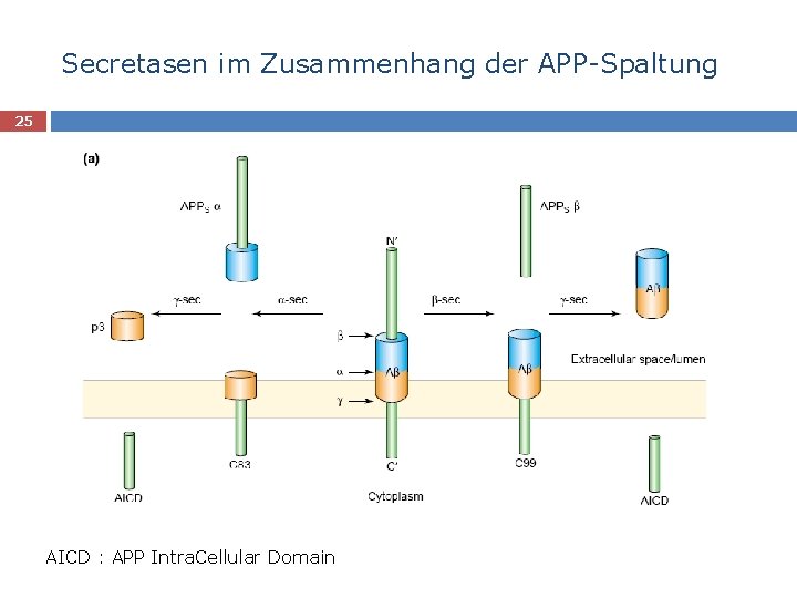 Secretasen im Zusammenhang der APP-Spaltung 25 AICD : APP Intra. Cellular Domain 