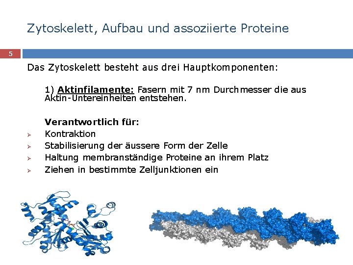 Zytoskelett, Aufbau und assoziierte Proteine 5 Das Zytoskelett besteht aus drei Hauptkomponenten: 1) Aktinfilamente:
